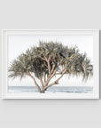 Pandanus By The Sea - Art Print - Traditional Frame - White - Landscape