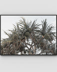 Pandanus Arvo Sun - Art Print - Float Frame Canvas - Black - Landscape