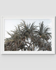 Pandanus Arvo Sun - Art Print - Traditional Frame - White - Landscape
