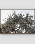 Pandanus Arvo Sun - Art Print - Float Frame Canvas - Raw Oak - Landscape