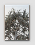 Pandanus Arvo Sun - Art Print - Float Frame Canvas - Raw Oak - Portrait