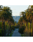 Hollywood Sign Palm Trees - Art Print