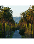 Hollywood Sign Palm Trees - Tidaltones
