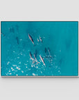 Dolphin Pod - Port Stephens - Art Print - Float Frame Canvas - White - Landscape