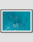 Dolphin Pod - Port Stephens - Art Print - Traditional Frame - Black - Landscape