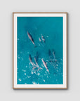 Dolphin Pod - Port Stephens - Art Print - Traditional Frame - Raw Oak - Portrait