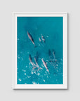 Dolphin Pod - Port Stephens - Art Print - Traditional Frame - White - Portrait