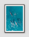Dolphin Pod - Port Stephens - Art Print - Traditional Frame - Black - Portrait