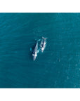 Whales Cruising - Art Print