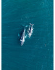 Whales Cruising - Art Print