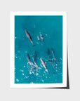 Dolphin Pod - Port Stephens - Art Print - Fine Art Paper - Unframed Print - Portrait
