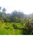 Tegalalang Rice Fields - Ubud iii - Tidaltones
