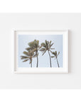 Palms in the Wind - Art Print