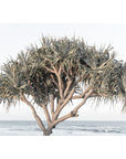 Pandanus By The Sea - Art Print