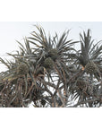 Pandanus Arvo Sun - Art Print