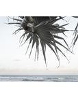 Pandanus By The Sea ii - Art Print