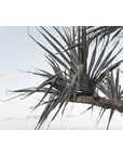 Pandanus Branch - Art Print