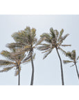 Palms in the Wind - Art Print