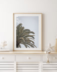 Canary Island Date Palm - Art Print