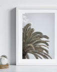Canary Island Date Palm - Art Print
