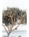 Pandanus By The Sea - Art Print