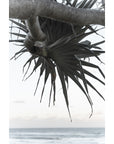 Pandanus By The Sea ii - Art Print