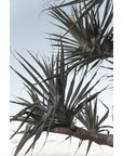 Pandanus Branch - Art Print