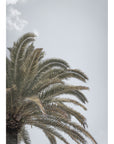 Canary Island Date Palm - Art Print