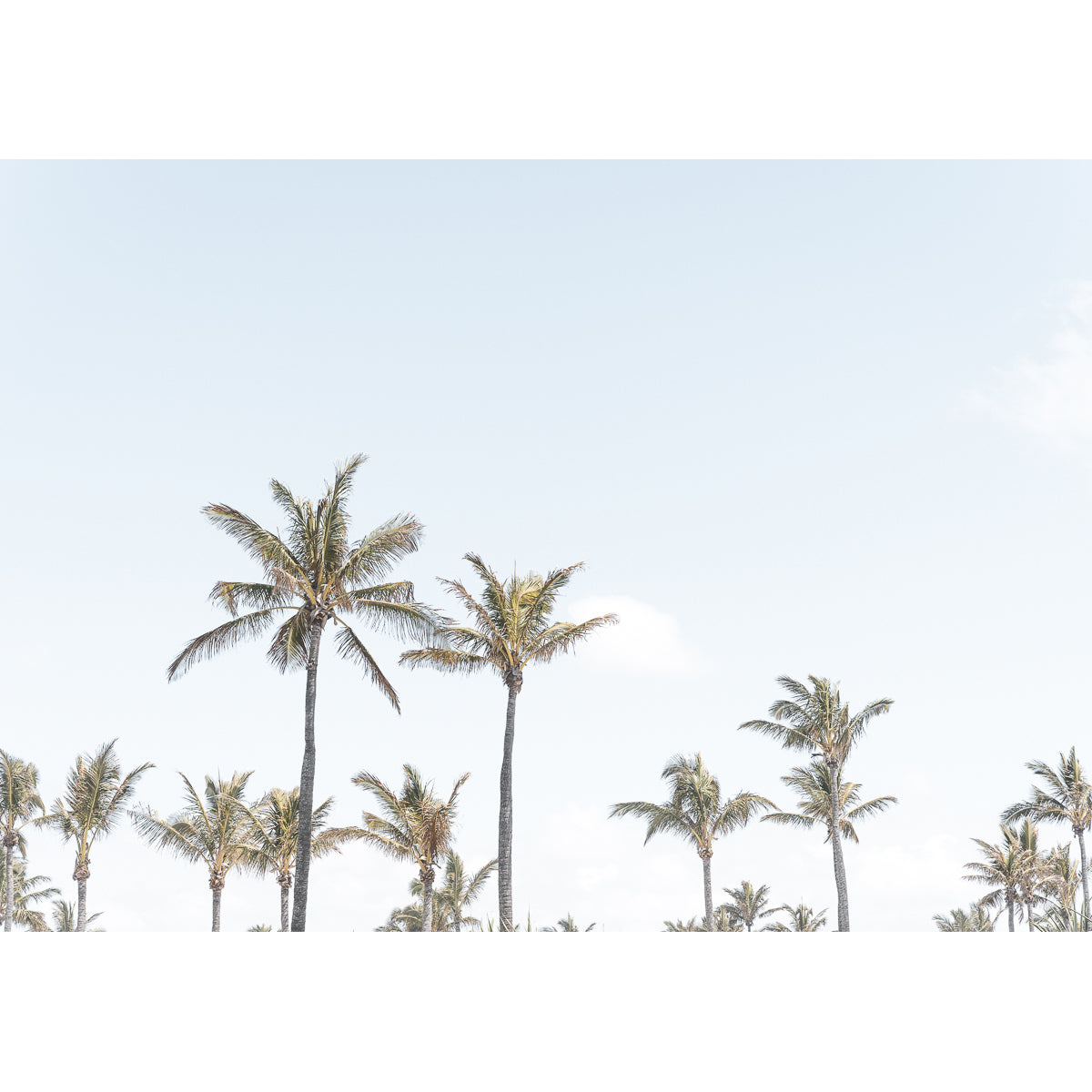 Palms & Pandanus