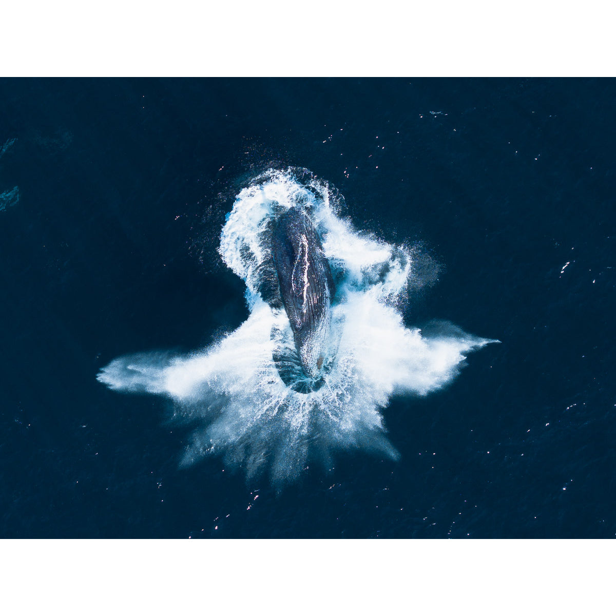 Wildlife
