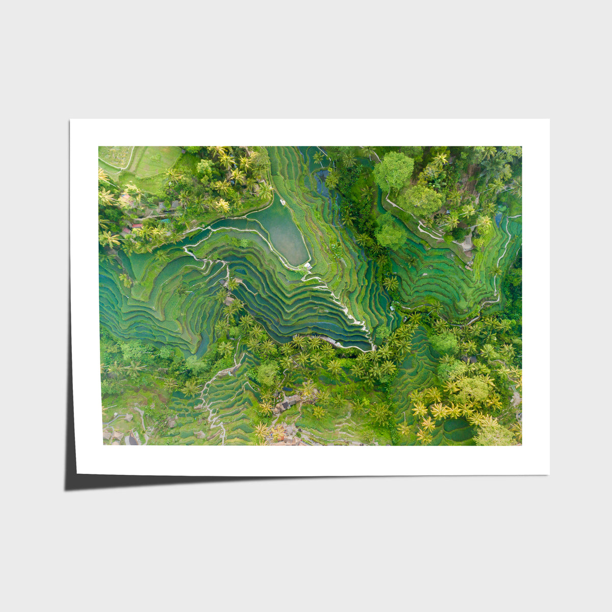 Tegalalang Rice Fields - Ubud - Art Print - Fine Art Paper - Unframed Print - Landscape