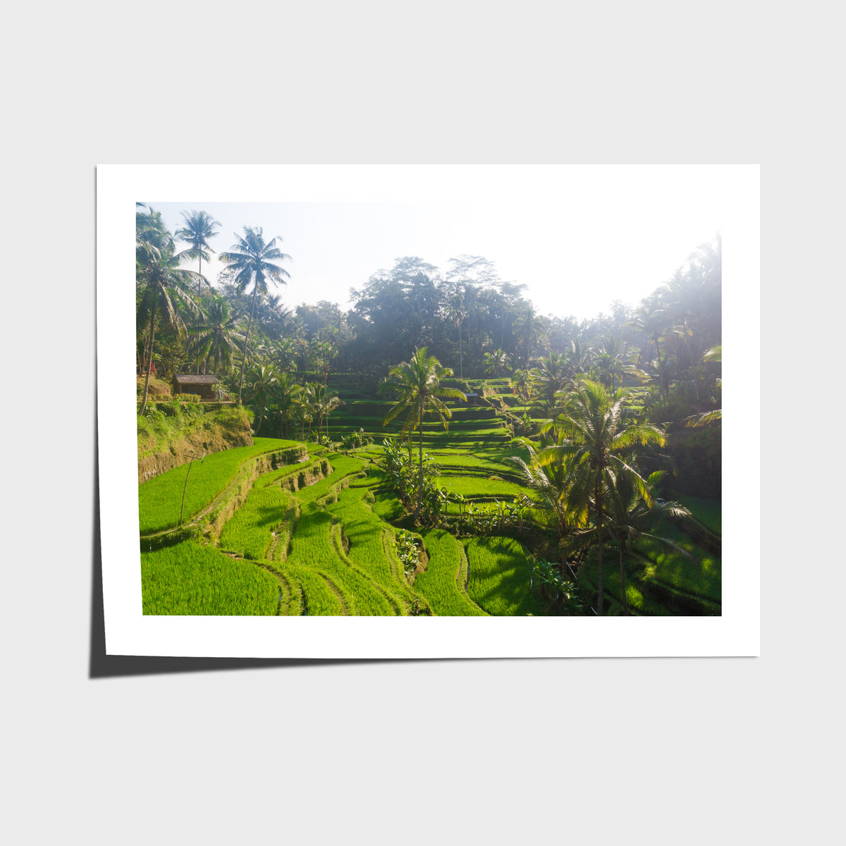 Tegalalang Rice Fields - Ubud iii - Art Print - Fine Art Paper - Unframed Print - Landscape