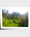 Tegalalang Rice Fields - Ubud iii - Art Print - Fine Art Paper - Unframed Print - Landscape