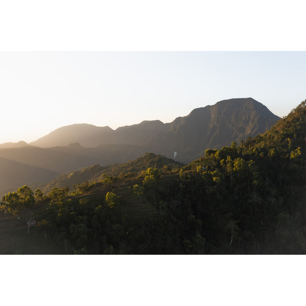 Jungle Morning Light - Bali  - Art Print