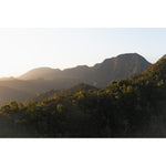 Jungle Morning Light - Bali  - Art Print