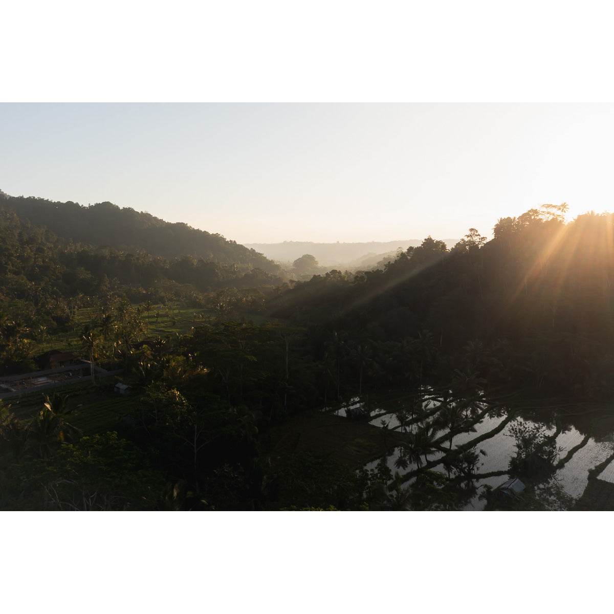 Rice Paddy Sunset Rays  - Art Print