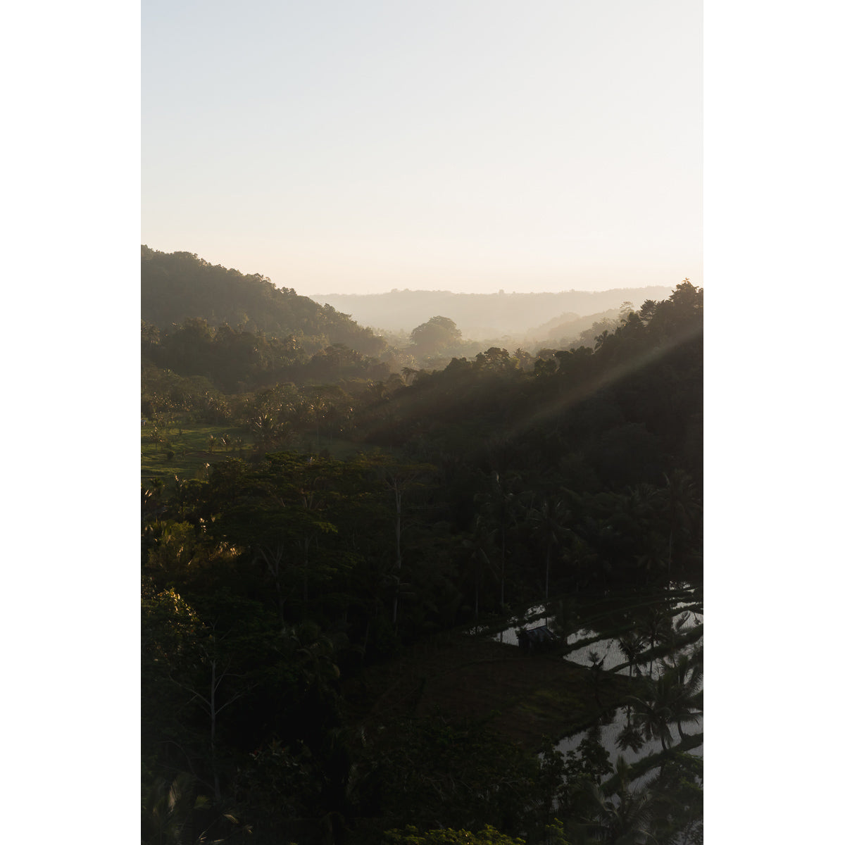Rice Paddy Sunset Rays  - Art Print