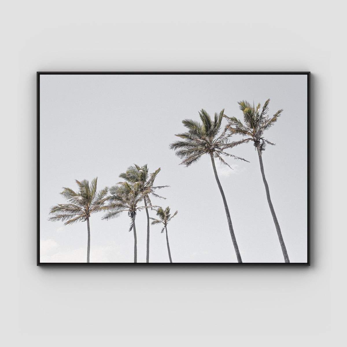 Tropical Palms iii - Art Print - Float Frame Canvas - Black - Landscape