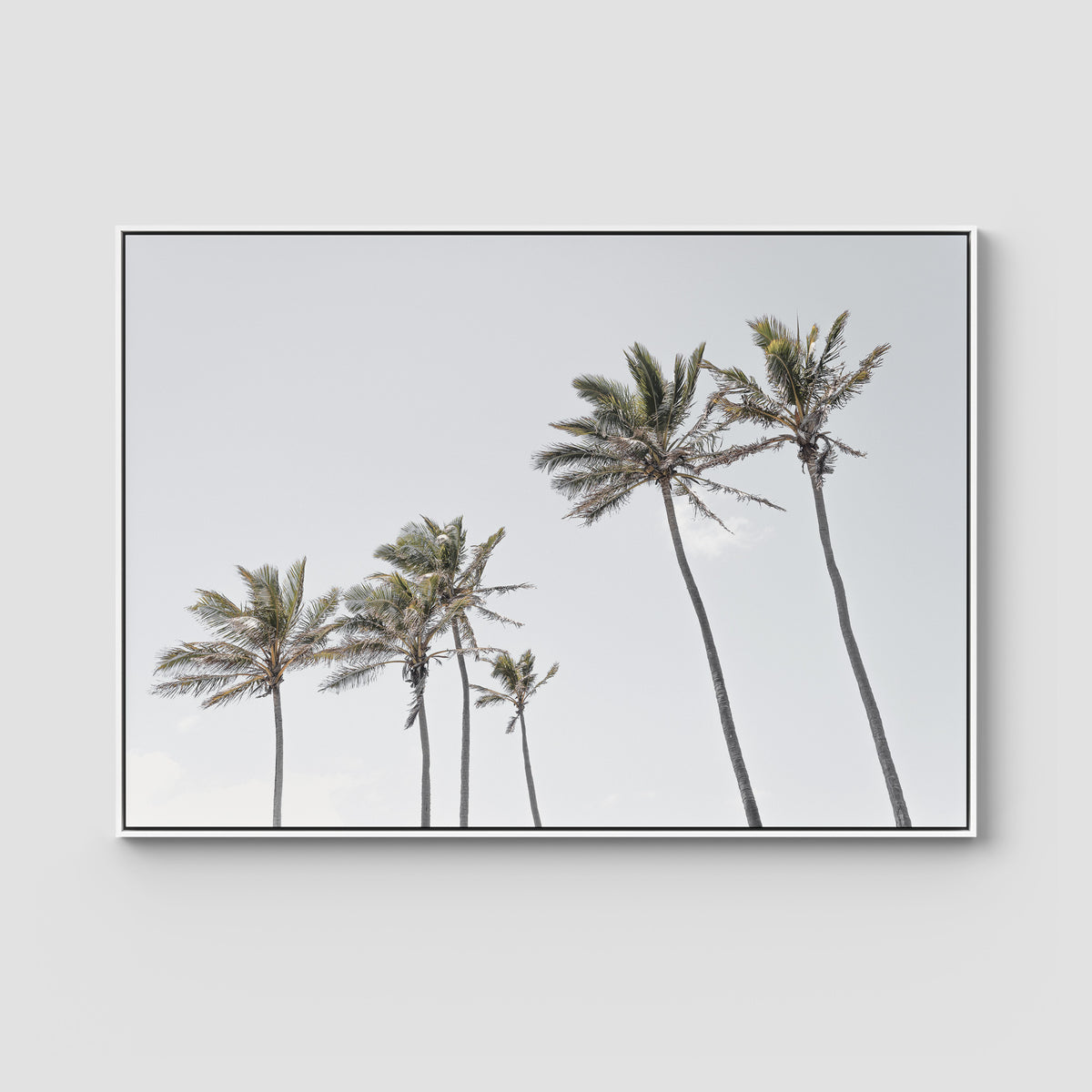Tropical Palms iii - Art Print - Float Frame Canvas - White - Landscape
