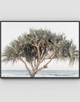 Pandanus By The Sea - Art Print - Float Frame Canvas - Black - Landscape
