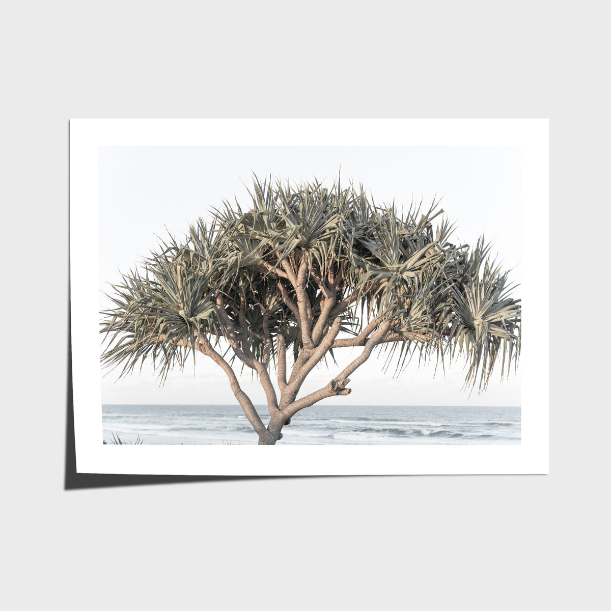 Pandanus By The Sea - Art Print - Fine Art Paper - Unframed Print - Landscape