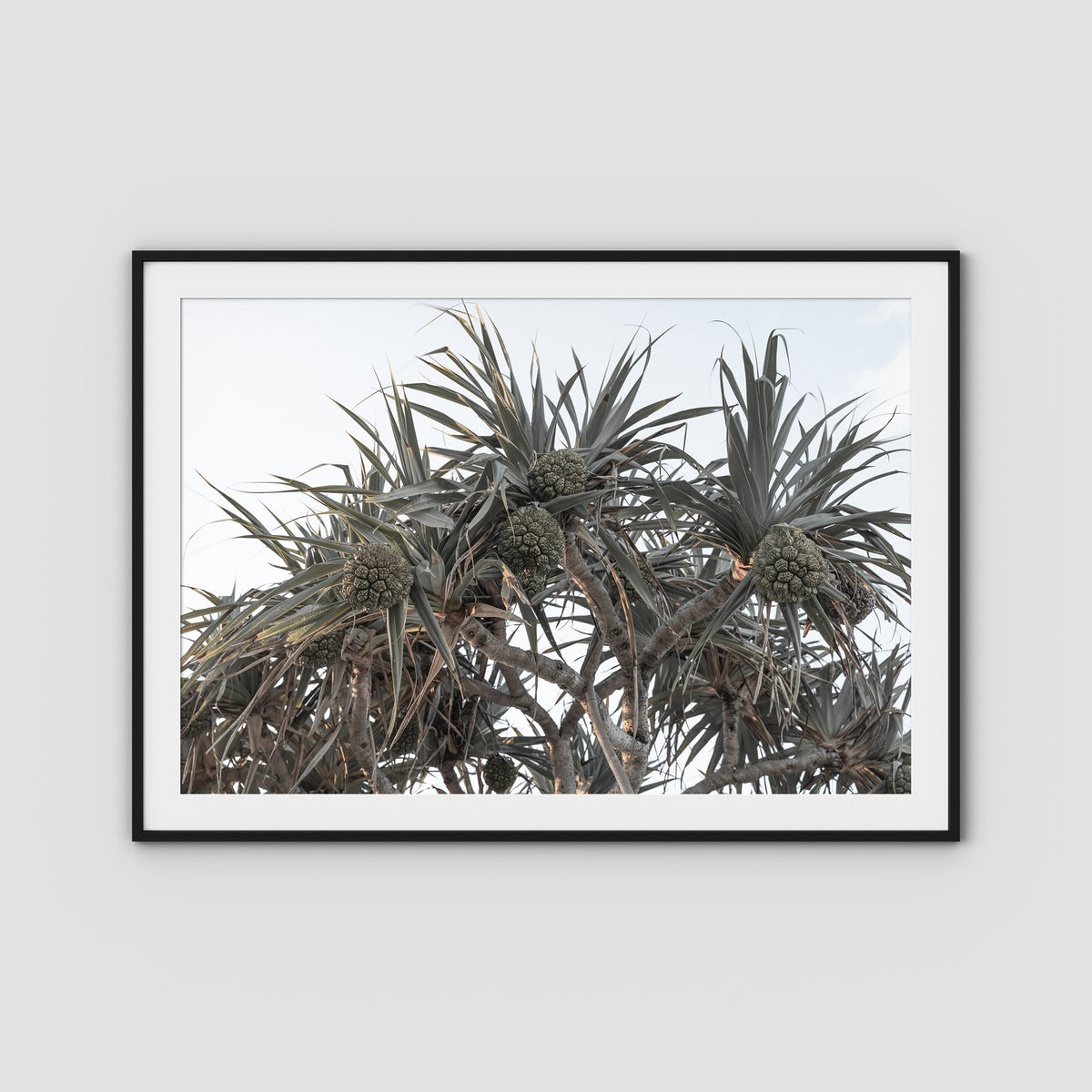 Pandanus Arvo Sun - Art Print - Traditional Frame - Black - Landscape