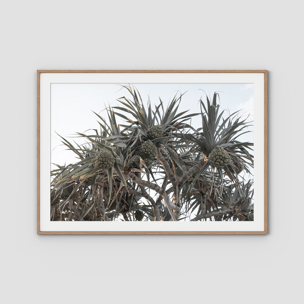 Pandanus Arvo Sun - Art Print - Traditional Frame - Raw Oak - Landscape