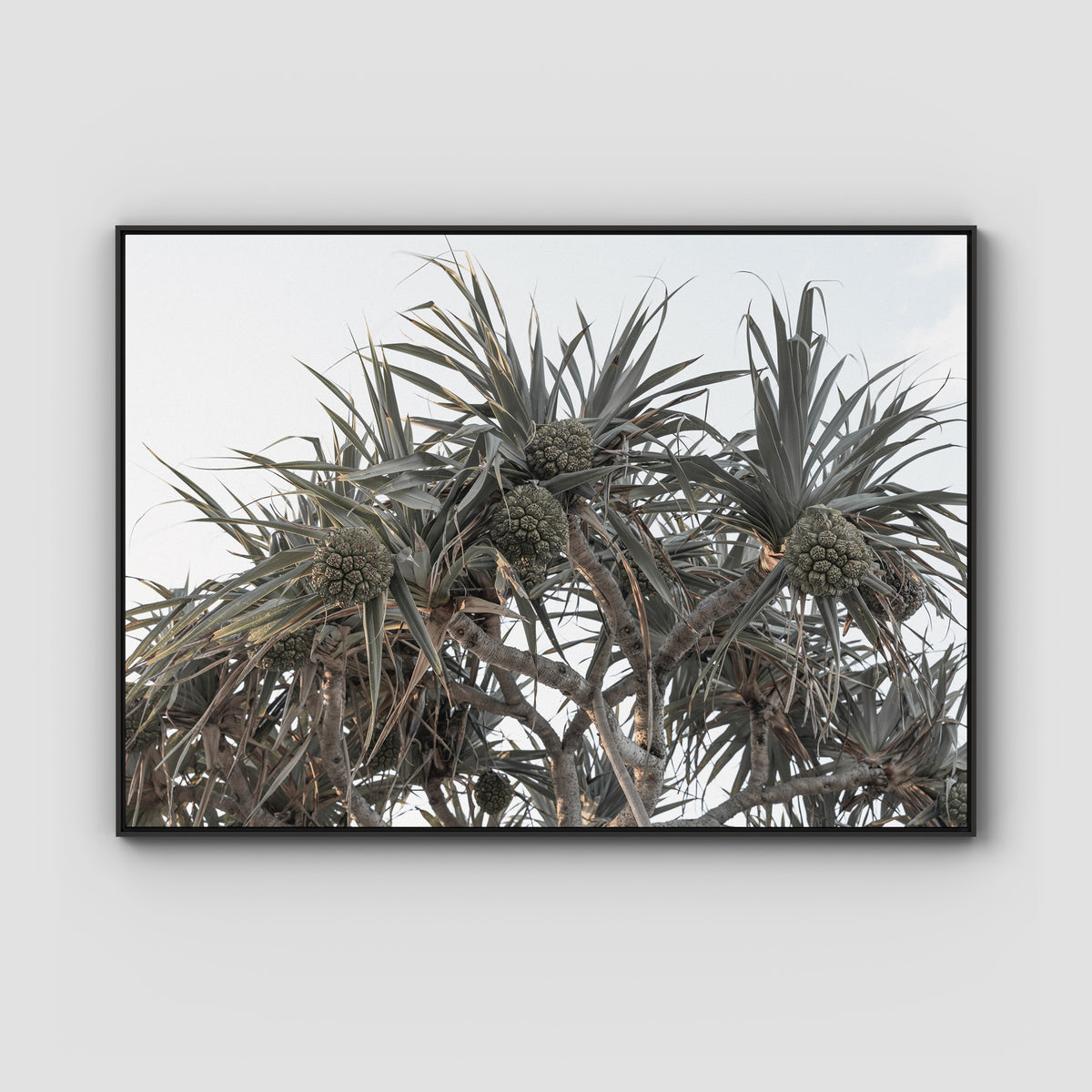 Pandanus Arvo Sun - Art Print - Float Frame Canvas - Black - Landscape