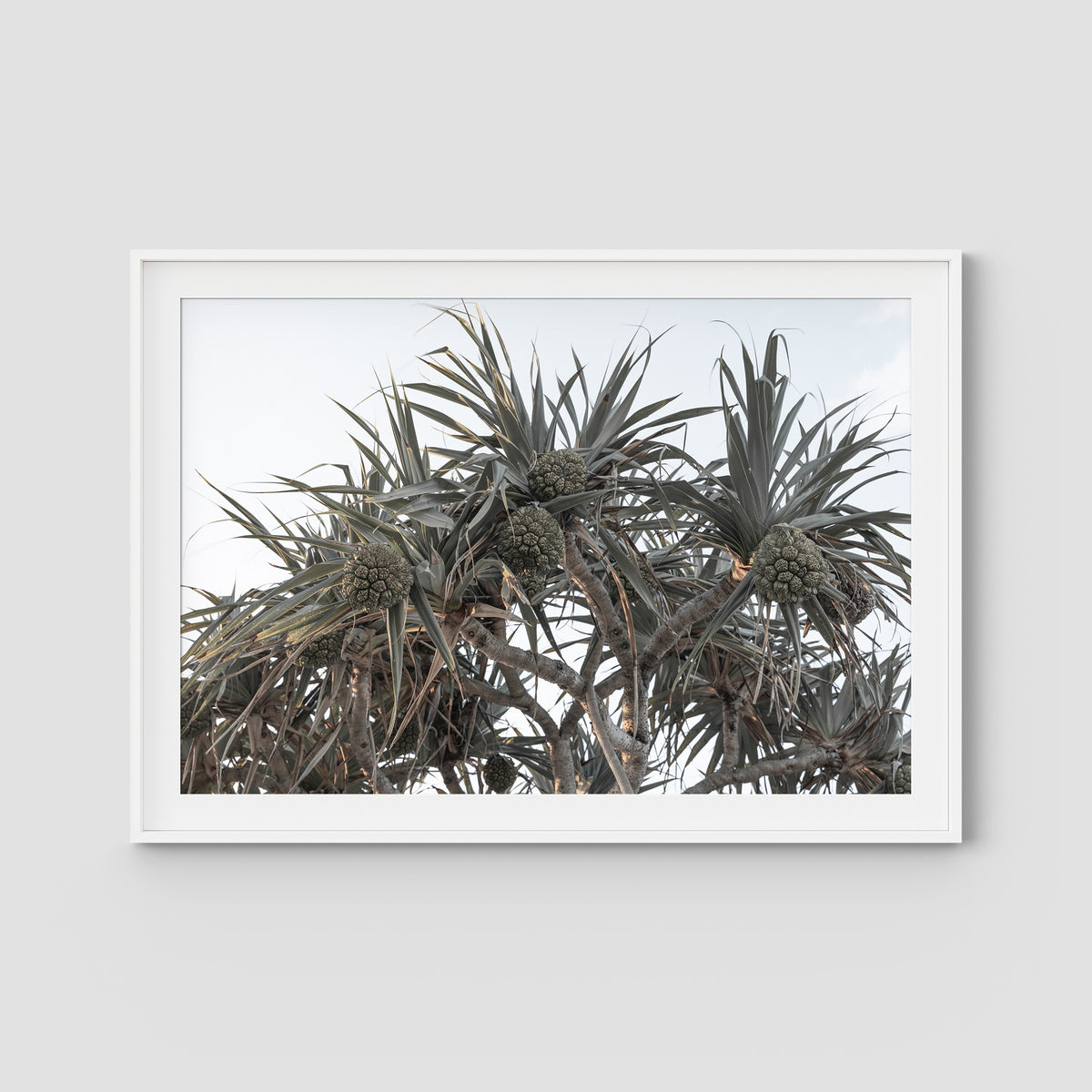 Pandanus Arvo Sun - Art Print - Traditional Frame - White - Landscape