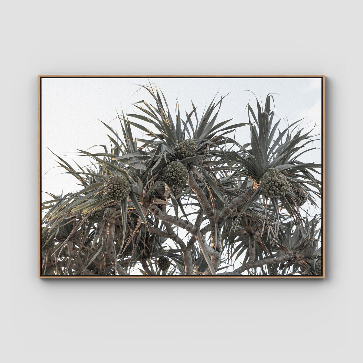 Pandanus Arvo Sun - Art Print - Float Frame Canvas - Raw Oak - Landscape