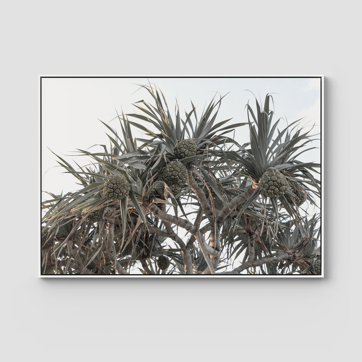 Pandanus Arvo Sun - Art Print - Float Frame Canvas - White - Landscape