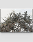 Pandanus Arvo Sun - Art Print - Float Frame Canvas - White - Landscape