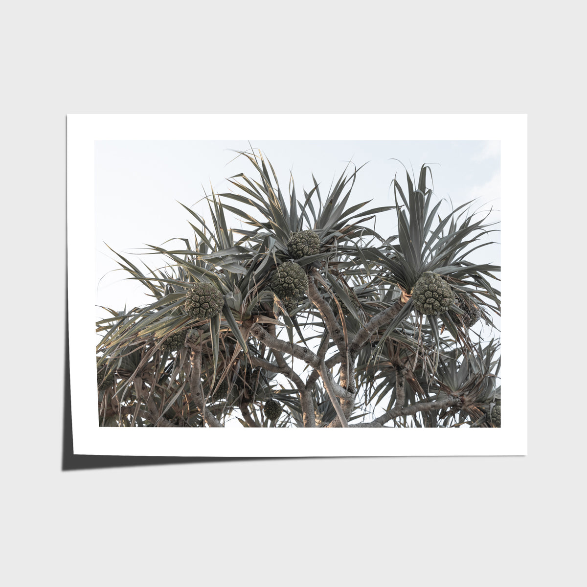 Pandanus Arvo Sun - Art Print - Fine Art Paper - Unframed Print - Landscape