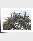 Pandanus Arvo Sun - Art Print - Fine Art Paper - Unframed Print - Landscape